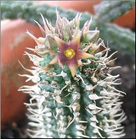Echidnopsis sp-nov- clone 2